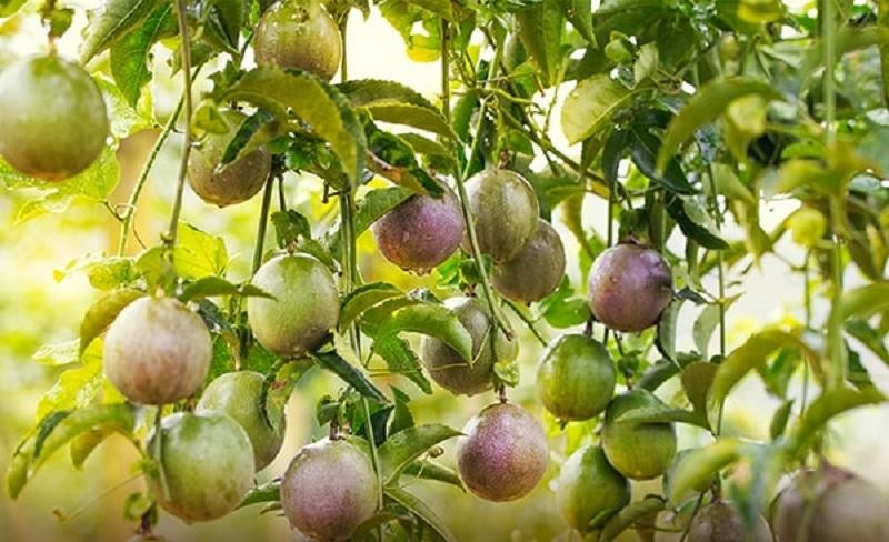 Trung Quốc cho xuất khẩu thí điểm chanh leo vào tỉnh Quảng Tây - Ảnh minh họa