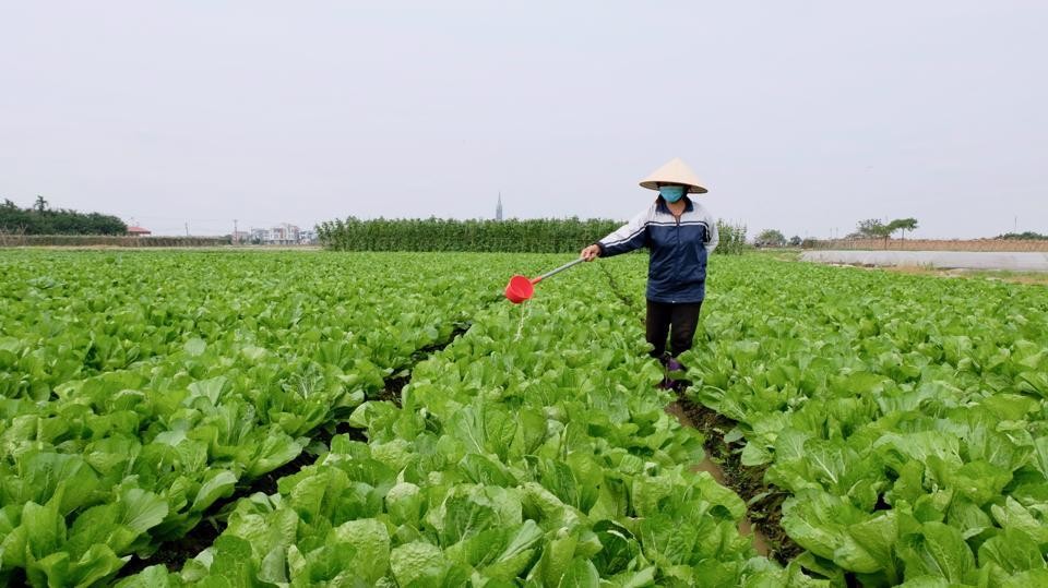 Canh tác rau VietGAP tại huyện Đông Anh. Ảnh: Lâm Nguyễn