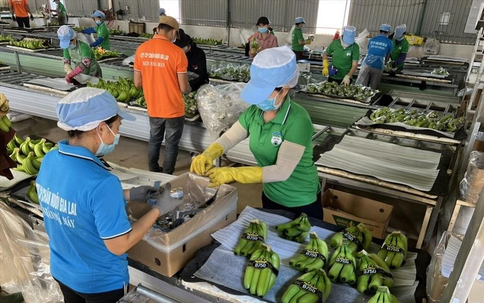 Ở phương án phát hành mới, HAGL dự kiến tăng số vốn lưu động bổ sung cho công ty con là Công ty TNHH Hưng Thắng Lợi Gia Lai lên gần 800 tỷ đồng (tăng 300 tỷ) - Ảnh minh họa/LĐO