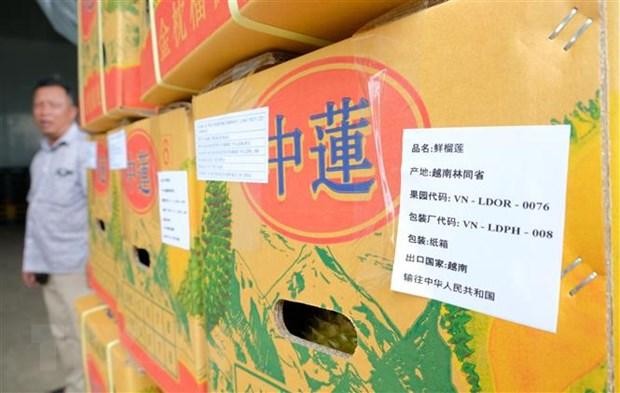 Sầu riêng nghịch vụ Lâm Đồng chinh phục thị trường Trung Quốc