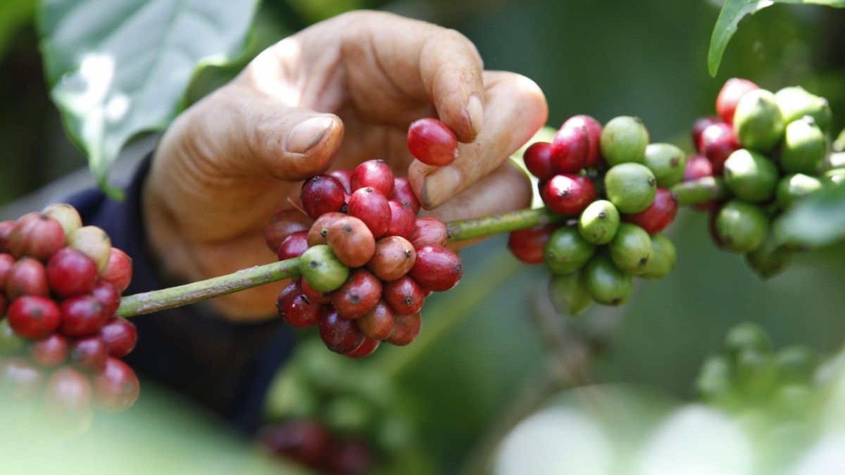 Nescafé thúc đẩy nông nghiệp tái sinh, giảm khí phát thải, cải thiện sinh kế nông dân