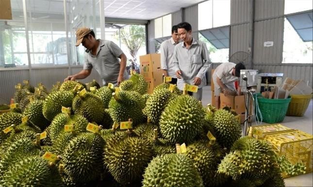 Từ nay đến quý 1 năm 2023, có khoảng 1 tấn trái cây tại ĐBSCL đến vụ thu hoạch gây áp lực lớn cho tiêu thụ
