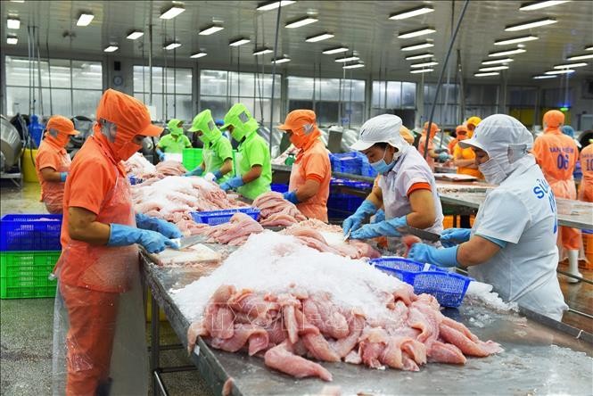 Chế biến cá tra xuất khẩu tại Công ty TNHH Hùng Cá (Thanh Bình, Đồng Tháp). Ảnh: Văn Trí/TTXVN