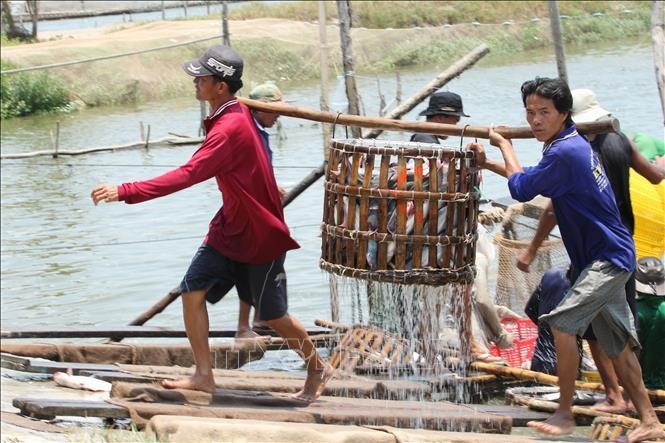 Thu hoạch cá tra trên địa bàn tỉnh Đồng Tháp. Ảnh: TTXVN phát
