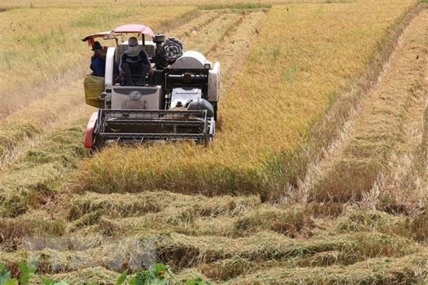 Thu hoạch lúa Hè Thu 2022 tại xã Phương Thịnh, huyện Cao Lãnh, Đồng Tháp. (Ảnh: Nguyễn Văn Trí/TTXVN)