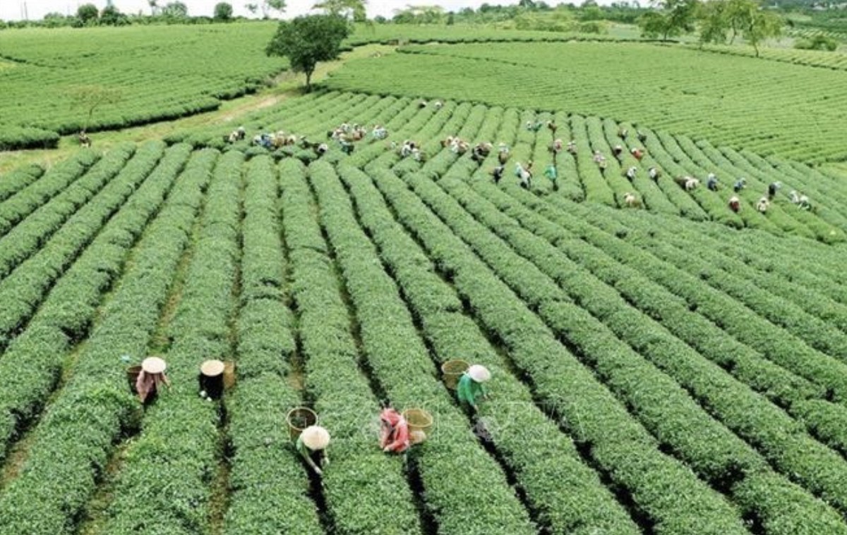 Hơn 30 năm đổi mới, khu vực nông nghiệp phát triển khá ổn định; công nghiệp hóa, hiện đại hóa nông nghiệp, nông thôn có sự chuyển biến quan trọng. Ảnh (tư liệu): TTXVN