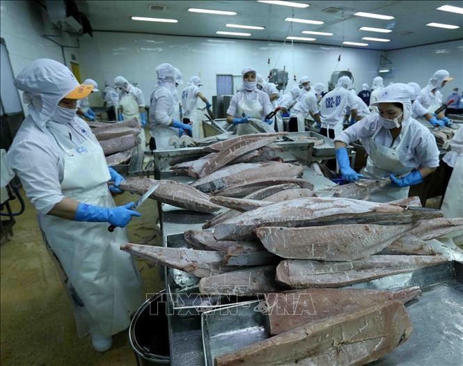 Chế biến cá ngừ đại dương đông lạnh xuất khẩu tại nhà máy của Công ty Cổ phần Thủy sản Bình Định. Ảnh: Vũ Sinh/TTXVN