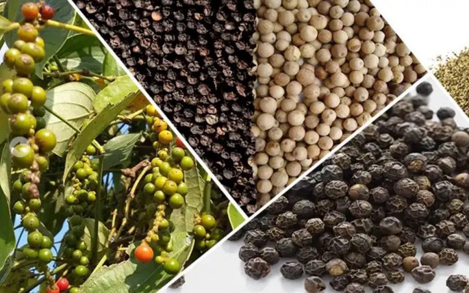 Khó khăn trong thanh toán Pakistan từ vị trí thị trường xuất khẩu hạt tiêu lớn thứ 7 rơi xuống thứ 13