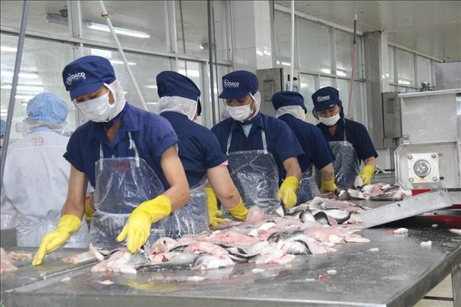 Chế biến cá da trơn tại CTCP Gò Đàng (Khu Công nghiệp Mỹ Tho, Tiền Giang). Ảnh: Minh Trí/TTXVN