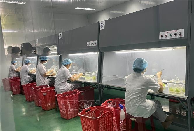 Bảo tồn cây sâm Ngọc Linh bằng phương pháp nhân giống vô tính của Sâm Sâm Group. Ảnh Trần Tĩnh/TTXVN
