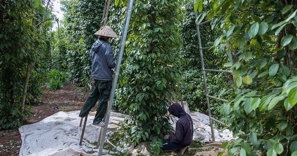 2 yếu tố giúp giá hồ tiêu phục hồi trong năm 2023