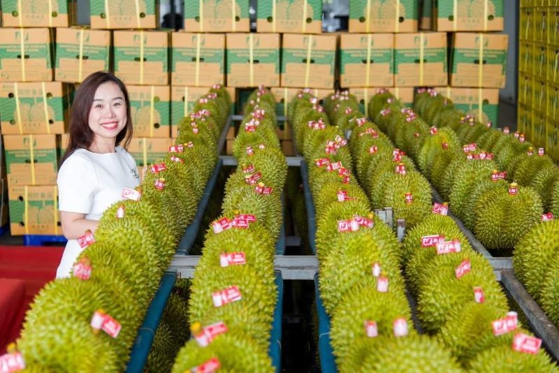 Diện tích trồng sầu riêng đã vượt quy hoạch 1,23 lần