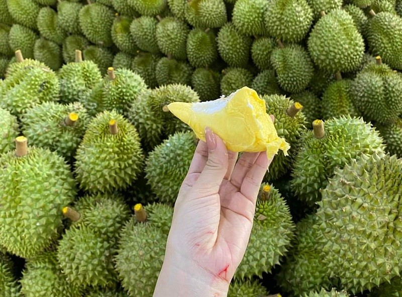 Diện tích trồng mới sầu riêng ở Việt Nam tăng mạnh