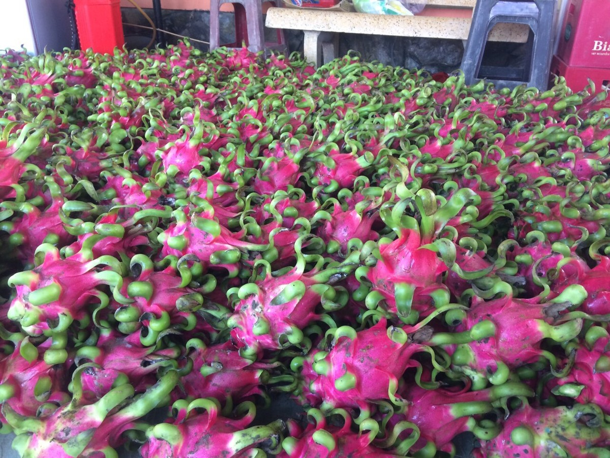 Nhật Bản dừng nhập khẩu thanh long ruột đỏ nếu doanh nghiệp không khai báo về giống và bản quyền sở hữu trí tuệ