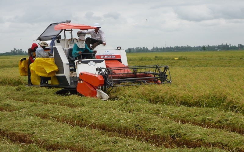 Giá lúa gạo ở miền Tây tăng mạnh ngay sau Tết Nguyên Đán là “sốt ảo” hay nhu cầu thật?