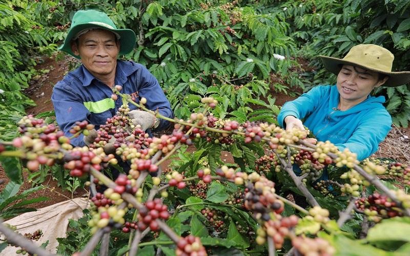 Giá cả bấp bênh, lợi nhuận thấp khiến nhiều diện tích cà phê đang mất dần