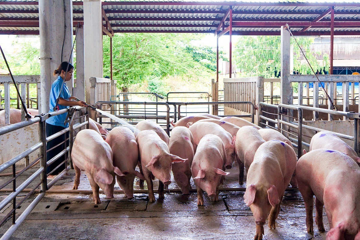 Giá lợn hơi xuống thấp, người nuôi ngậm ngùi “treo chuồng”