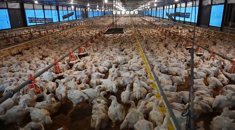 Indonesia lần đầu tiên xuất khẩu gà sống sang Singapore