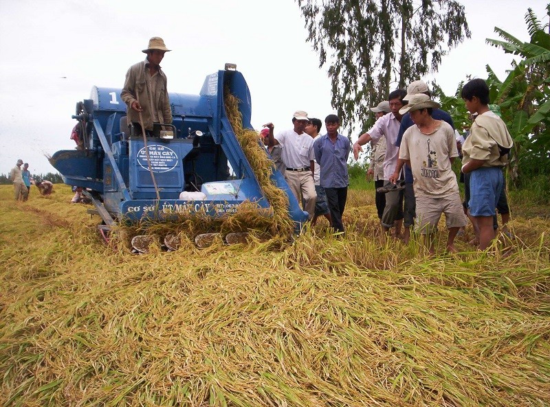 Khu vực Đồng bằng sông Cửu Long thu hoạch lúa Hè Thu trong lúc mưa dầm